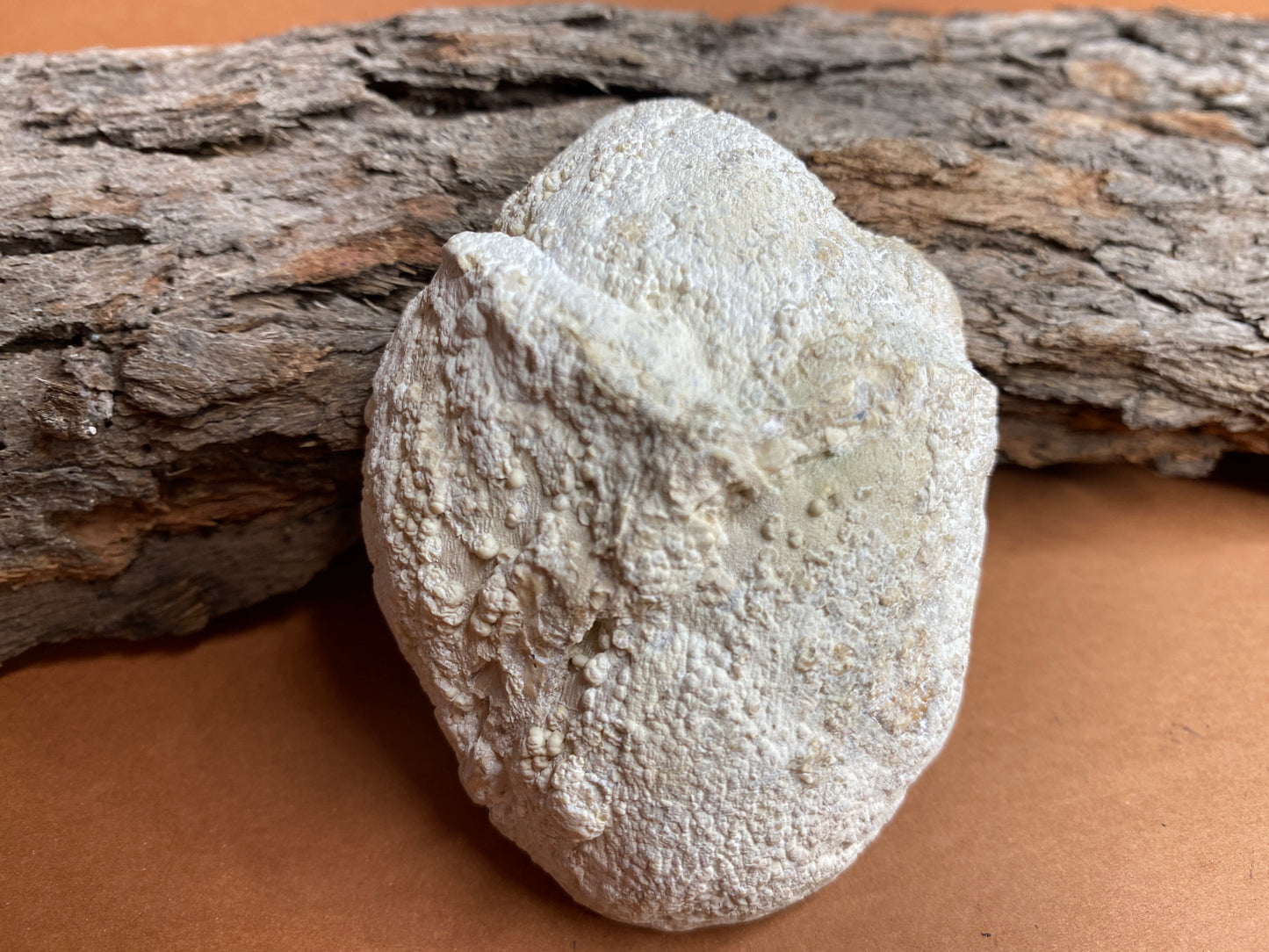 Australian Thunder Egg